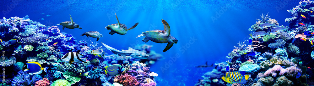 Panorama background of male Sea turtles chasing female sea turtle in beautiful coral reef with tropical fishes - obrazy, fototapety, plakaty 
