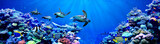 Fototapeta Do akwarium - Panorama background of male Sea turtles chasing female sea turtle in beautiful coral reef with tropical fishes