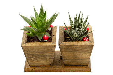 Canvas Print - cactus flowers in wooden flowerpot