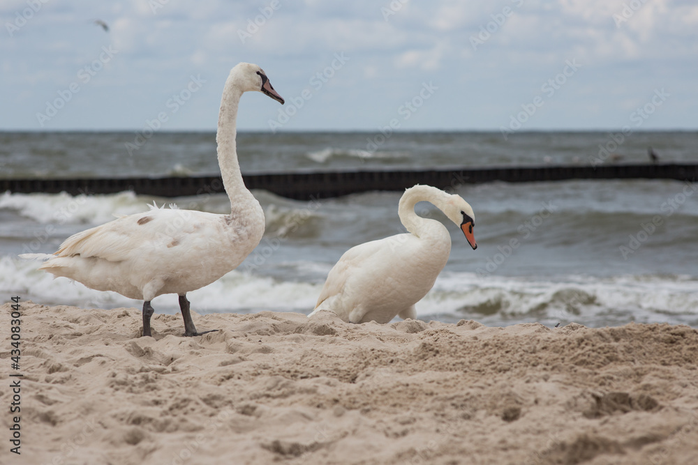 Ptaki Łabedzie Morze Bałtyckie  - obrazy, fototapety, plakaty 
