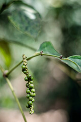 Wall Mural - peppercorn pod growing in organic pepper farm in kampot cambodia