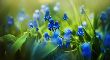 Beautiful bright blue muscari flowers bloom in a clearing among wild young green grass on a sunny summer day. Nature.