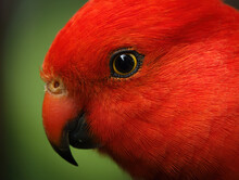 Australian King Parrot - Adult Male