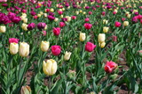 Fototapeta Tulipany - Glade of Tulips. Glade with colorful flowers. Plants. Nature.