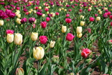 Fototapeta Tulipany - Glade of Tulips. Glade with colorful flowers. Plants. Nature.