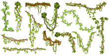 Tropical Hanging Vines. Jungle Liana Climbing Plants, Wild Rainforest Vines Branches With Leaves Isolated Vector Illustration Set. Liana Exotic Branches