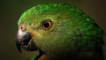 Australian King Parrot - Adult Female