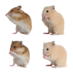 Wall Mural - Set with cute funny hamsters on white background