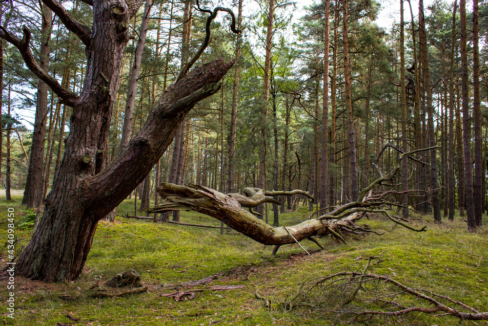 Drzewo połamane Konar Las Słowiński Park Narodowy - obrazy, fototapety, plakaty 