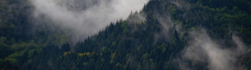 Wall Mural - Black forest background banner - Moody forest landscape panorama with fog mist and fir trees in the foggy morning dawn