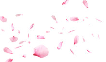 Beautiful Sakura Flower Petals Flying On White Background. Banner Design