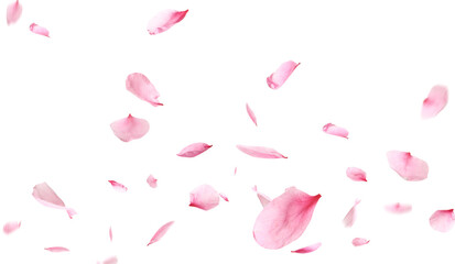 Wall Mural - Beautiful sakura flower petals flying on white background. Banner design
