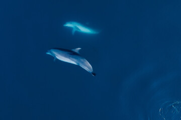 Wall Mural - Aerial view of couple bottlenose dolphins in sea.