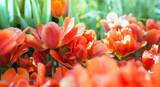 Fototapeta Tulipany - Red vibrant terry tulips in the morning garden