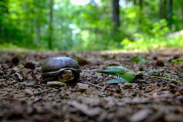 Eastern mud turtle (Kinosternon subrubrum) from a low angle with sunlit and out of focus forest in background