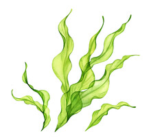 Watercolor Seaweed Bush. Transparent Green Sea Plant Isolated On White. Realistic Botanical Illustrations Collection. Hand Painted Underwater Grass