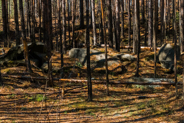 Sticker - forest in autumn