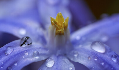 Selective focus macro shot of a bright flower in dew