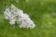 © matsPIX - white lilac blossom isolated against a green background