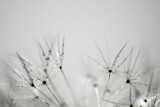 Fototapeta Dmuchawce - Pusteblume mit Regentropfen close up, Hintergrund weiß
