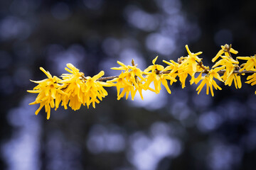 Wall Mural - A branch of blooming forsythia with beautiful yellow flowers or  Easter tree. Beautiful spring background. Place for text
