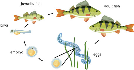 Wall Mural - Fish life cycle. Sequence of stages of development of perch (Perca fluviatilis) freshwater fish from egg to adult animal