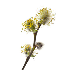 Canvas Print - Spring blooming willow twig with catkins isolated on white background.