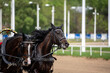 © константин константи - beautiful horses on the race at the opening of the season at the racetrack on a sunny day