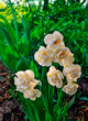 Delicate early spring flower Erlicheer jonquil daffodils in garden setting, macro close up. Multiflorous dwarf white with yellow middles narcissus flowers hybrid  in full blossom - floriculture