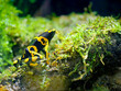Yellow-banded poison dart frog in the rainforest.