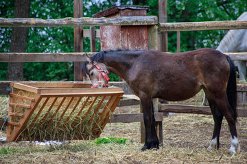 brown horse