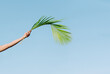 © Jose De Jesus Saldana/ADDICTIVE STOCK - Crop unrecognizable person with outstretched arm and wavy green palm tree foliage in hand on blue background