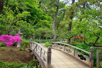  Wooden bridge with pink azalea flower in traditional Japanese garden - 日本庭園 木造の橋 ツツジの花