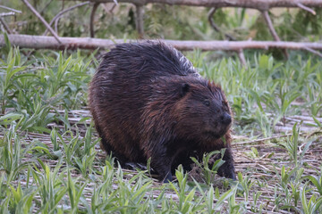 Poster - Beavers swimming, feeding, hugging, scratching and being loving including mutual grooming on riverbank on a beautiful spring evening
