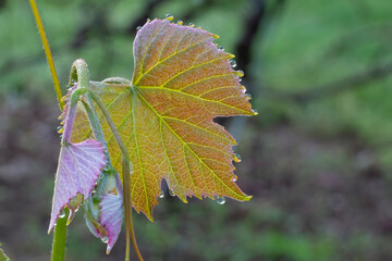 Sticker - Early morning sun lights up a grape leaf in the vineyard