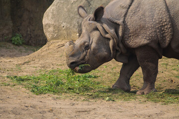 rhino eating grass at the zoo