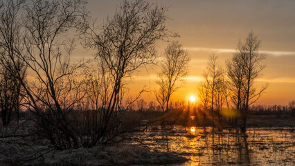 Flooded trees during a period of high water at sunset. Trees in water at dusk. Landscape with spring flooding of Pripyat River near Turov, Belarus. Nature and travel concept.