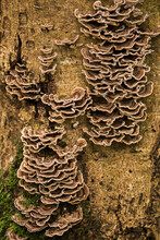 Turkey Tail Mushroom Growing On A Tree