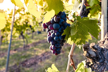 Wall Mural - Close-up of ripe red grapes growing in a vineyard. The grapes are illuminated by golden sunlight.