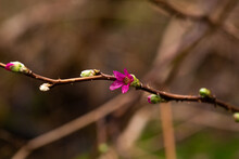 Small Pink Salmonberry Flower Growing On A Branch