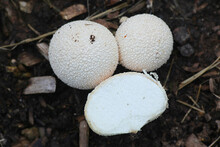 Lycoperdon Pratense, Also Called Vascellum Pratense, Commonly Known As Meadow Puffball, Wild Fungus From Finland