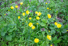 Small Yellow Wildflowers In The Garden