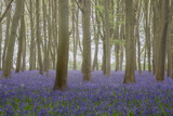 Fototapeta Tulipany - Lovely soft Spring light in bluebell woodland with vibrant colors and dense beech trees landscape