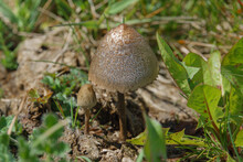 A Pair Of Wild Mushrooms Growing In Grassland On Salisbury Plain UK
