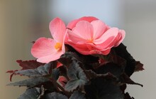 Pink Begonia Flowers Close Up