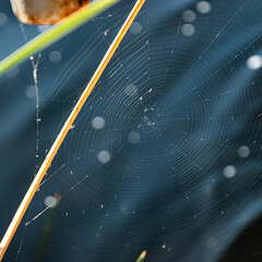 Spiderweb 2