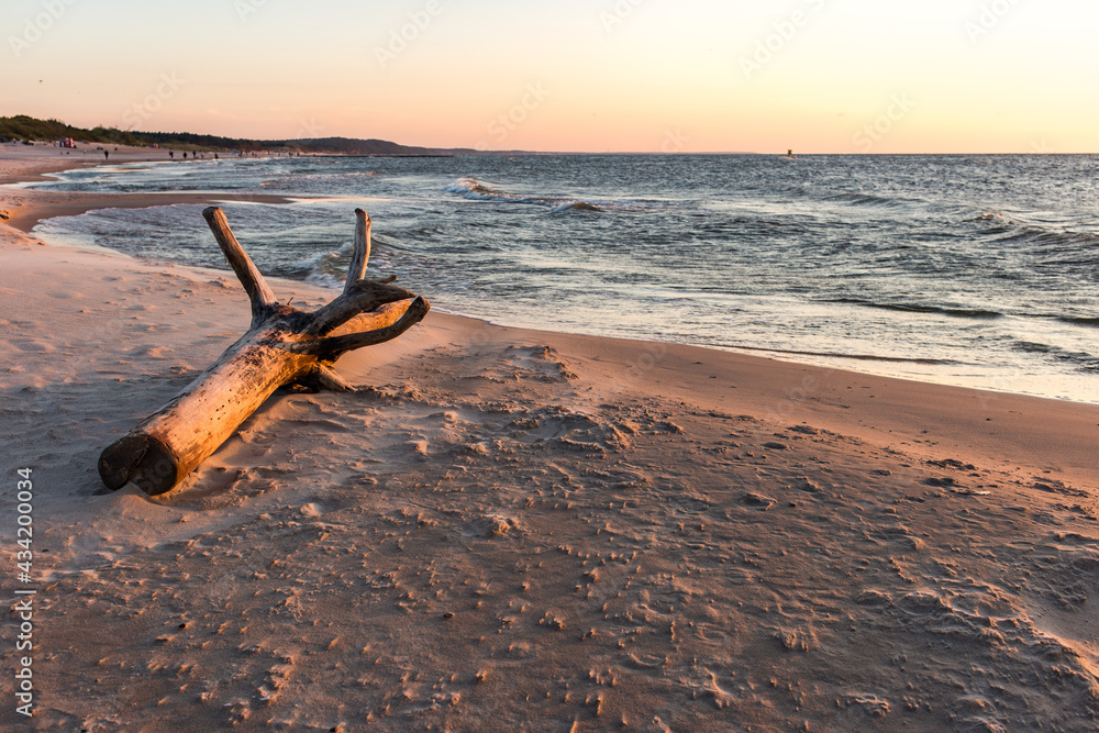Morze bałtyckie Korzeń konar pień plaża zachód słońca - obrazy, fototapety, plakaty 