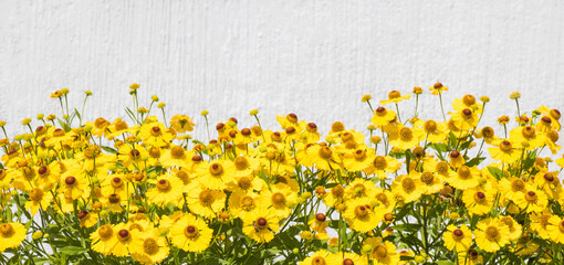 Wall Mural - Wide Angle border of yellow Helenium flowers