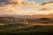 Biblical Looking Flock Of Sheep In A Roadside Field At Sunset, Gisborne, New Zealand 