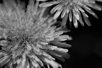 Wall Mural - black and white dandelion